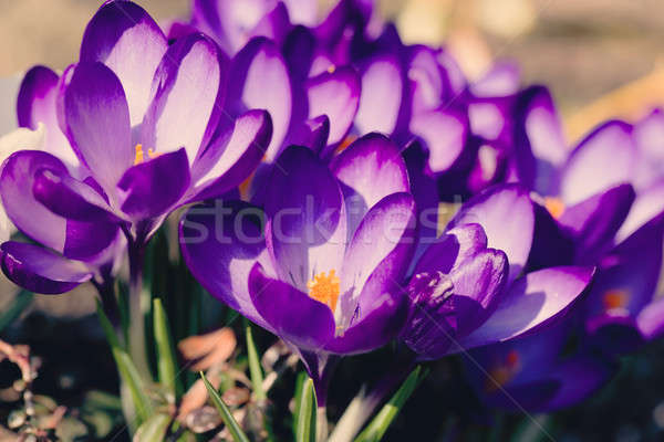 macro of first spring flowers in garden crocus retro Stock photo © artush