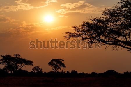 African apus copac parc nord Imagine de stoc © artush