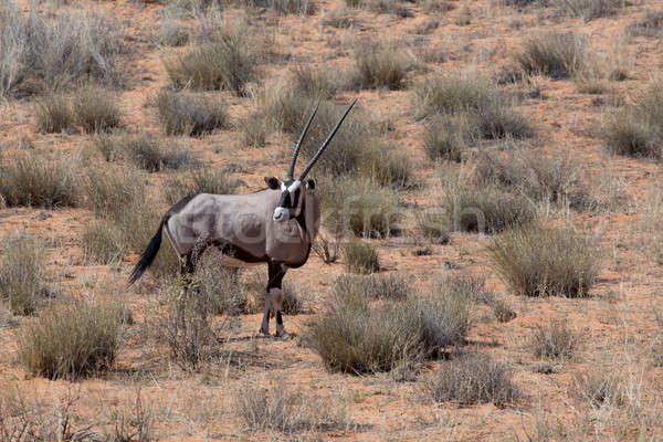 close up portrait of Gemsbok, Oryx gazella Stock photo © artush