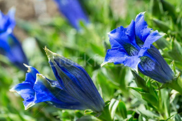 Trumpet gentiana blue spring flower in garden Stock photo © artush