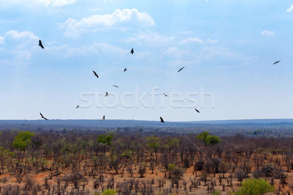 View african panorama battenti cielo albero Foto d'archivio © artush