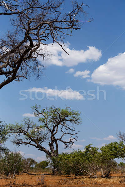 Wild afrikaanse landschap park Botswana afrika Stockfoto © artush