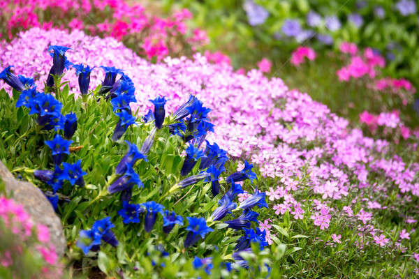 Trumpet gentian, blue spring flower in garden Stock photo © artush