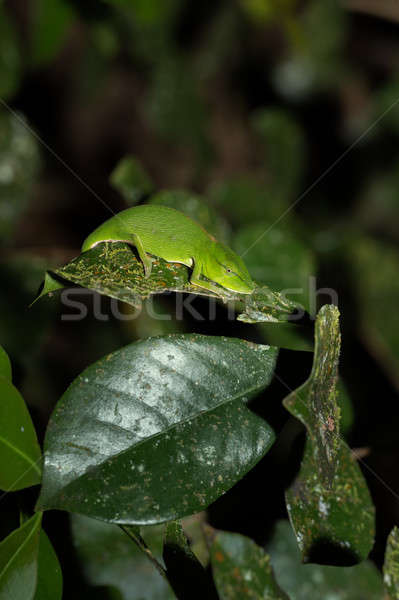 Perinet chameleon, (Calumma gastrotaenia) Madagascar Stock photo © artush