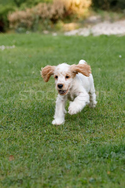 İngilizce köpek yavrusu tadını çıkarmak oynamak yaz Stok fotoğraf © artush