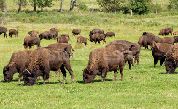 American bison (Bison bison) simply buffalo Stock photo © artush