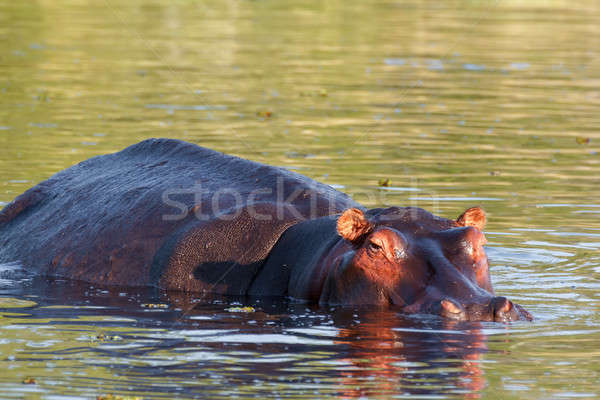 portrait of Hippo Hippopotamus Hippopotamus Stock photo © artush