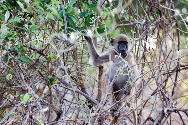 Chacma Baboon Stock photo © artush