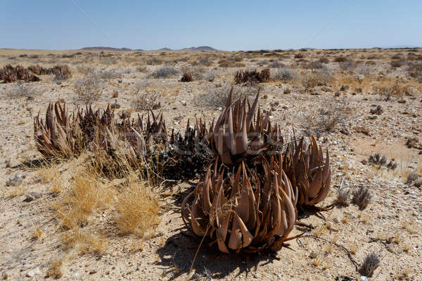 flowering aloe in the namibia desert Stock photo © artush