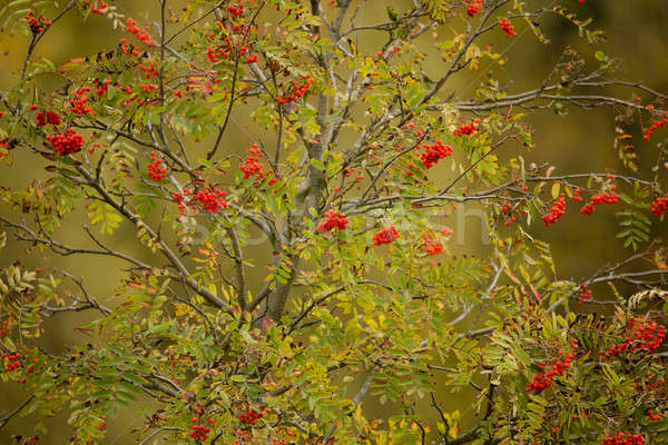 tree of Rowan Berries (Sorbus aucuparia) Stock photo © artush