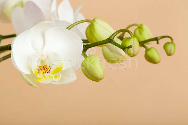 Romantische tak witte orchidee beige bloem Stockfoto © artush