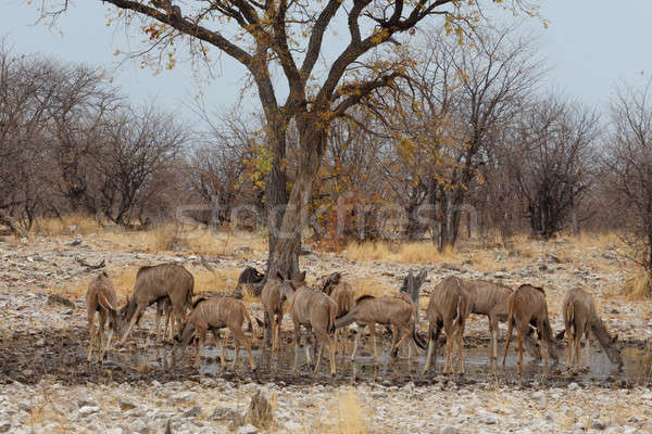 Herde Weg Park Namibia Tierwelt Fotografie Stock foto © artush