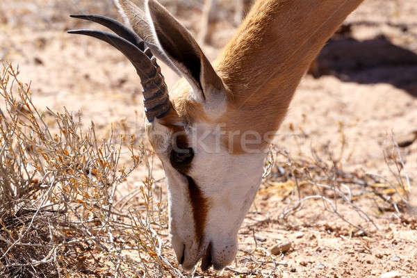 Springbok Antidorcas marsupialis in Kgalagadi Stock photo © artush