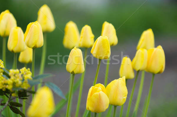 yellow Tulip color in garden Stock photo © artush