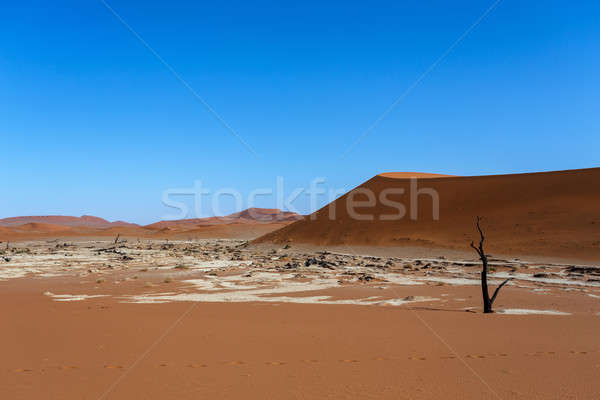 Sossusvlei beautiful landscape of death valley, namibia Stock photo © artush