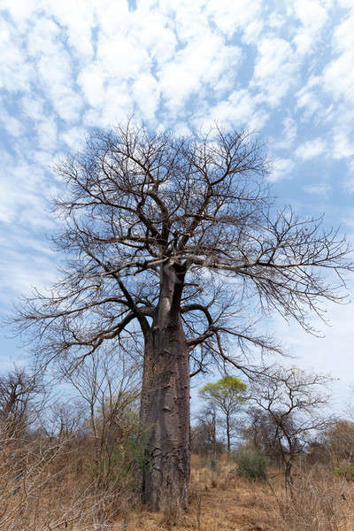Lonely old baobab tree Stock photo © artush