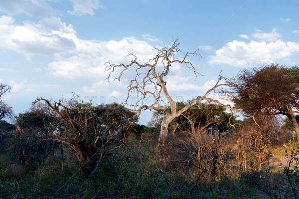 Africano paisagem parque céu nuvens natureza Foto stock © artush