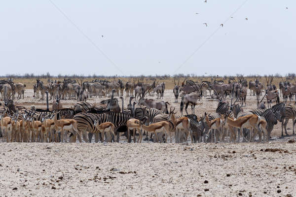 Zatłoczony słonie zebry parku Namibia przyrody Zdjęcia stock © artush
