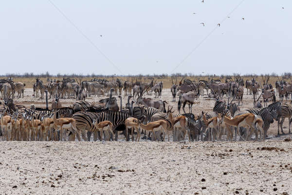 Affollato elefanti zebre parco Namibia fauna selvatica Foto d'archivio © artush