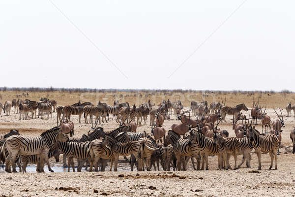 Zatłoczony zebry parku Namibia przyrody fotografii Zdjęcia stock © artush