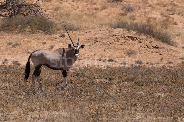 Gemsbok, Oryx gazella Stock photo © artush