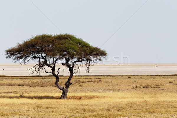 Stock foto: Groß · Baum · öffnen · Savanne · Ebenen · Afrika