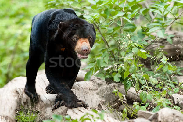 Malaysian bear or Sun bear  Stock photo © artush