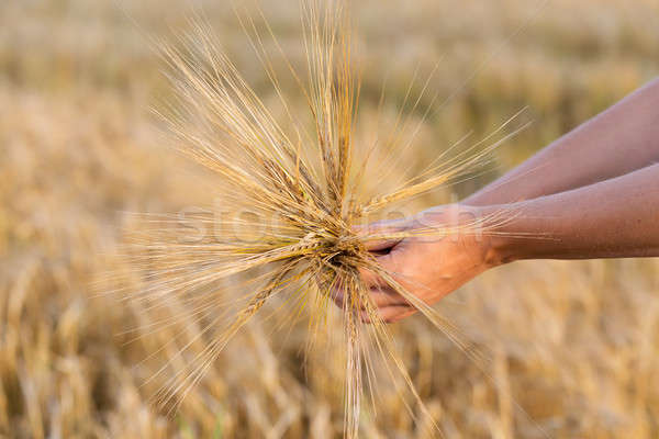 Trigo orelhas cevada mão mulher colheita Foto stock © artush