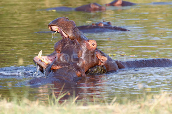 Two fighting young male hippopotamus Hippopotamus Stock photo © artush