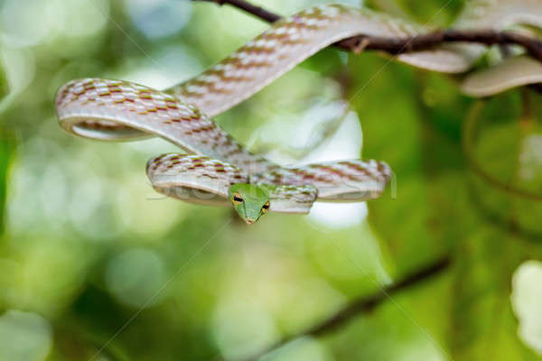 Asian Vine Snake (Ahaetulla prasina) Stock photo © artush