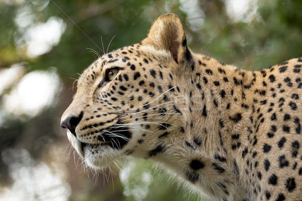 head shot of Persian leopard Stock photo © artush