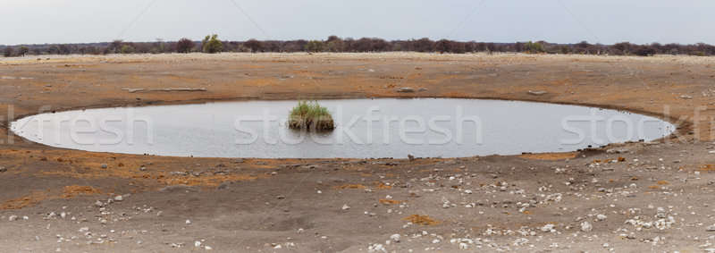 Pusty Namibia gry rezerwa parku niebo Zdjęcia stock © artush