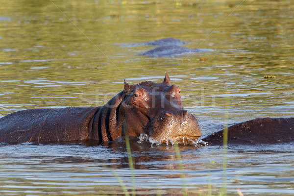 portrait of Hippo Hippopotamus Hippopotamus Stock photo © artush