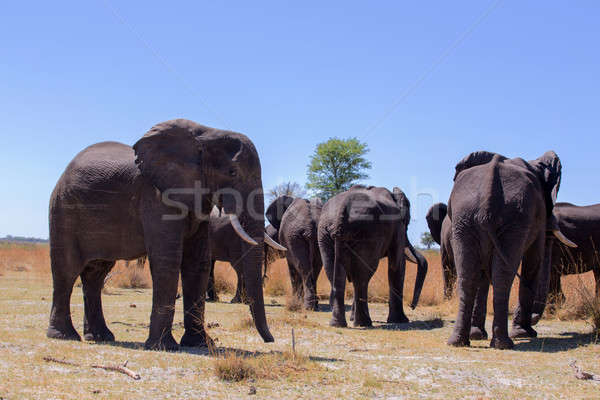 heard of african elephants Stock photo © artush