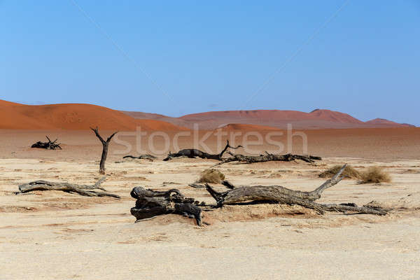Hidden Vlei in Namib desert  Stock photo © artush