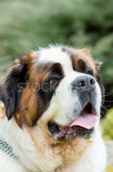 Portré szép kutya női tavasz kert Stock fotó © artush
