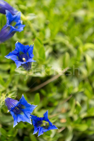 Trumpet gentiana blue spring flower in garden Stock photo © artush