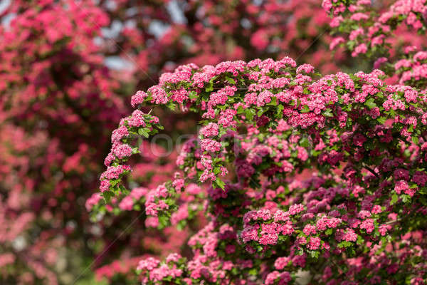 Blumen rosa Baum hellen Frühling Stock foto © artush