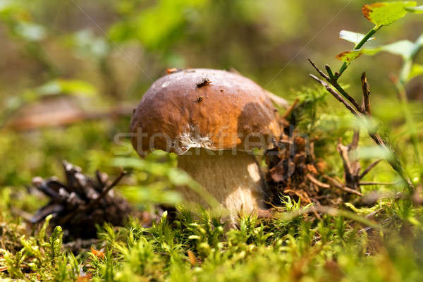 Mushroom -Boletus edulis in the forest Stock photo © artush