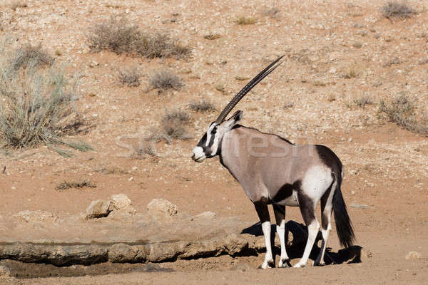 Gemsbok, Oryx gazelle in kgalagadi, South Africa safari Wildlife Stock photo © artush