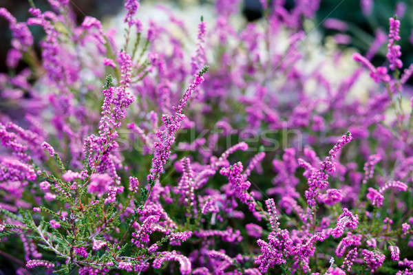 Lavender close up Stock photo © artush
