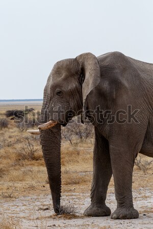 Duży Afryki słonie parku portret Namibia Zdjęcia stock © artush