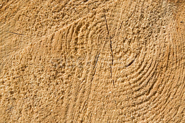 Wood texture of cut tree trunk, close-up Stock photo © artush