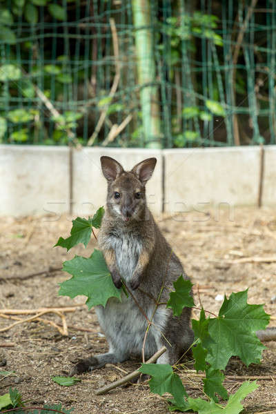 Closeup of a Red-necked Wallaby baby Stock photo © artush