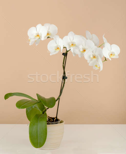 romantic branch of white orchid on beige background Stock photo © artush