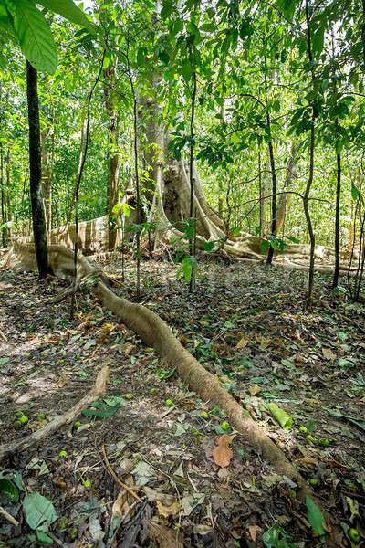 massive tree is buttressed by roots Tangkoko Park Stock photo © artush