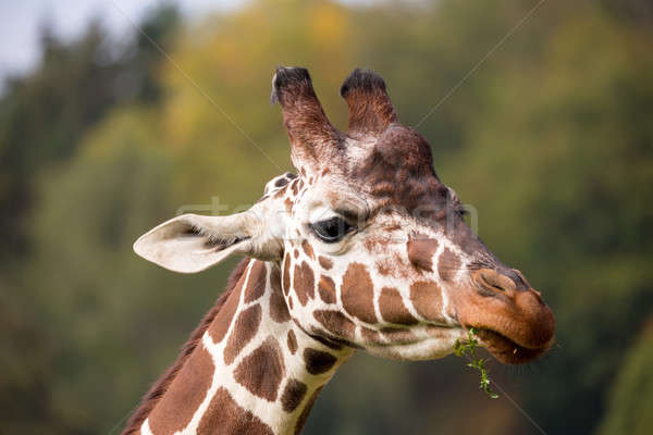 Stock photo: young cute giraffe grazing