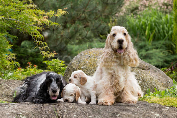 Fajtiszta angol kutyakölyök család gondoskodó női Stock fotó © artush