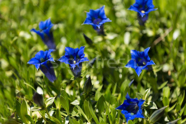 Stock photo: Trumpet gentiana blue spring flower in garden