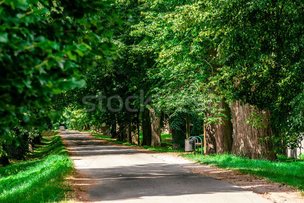 Foto stock: Verde · verano · árboles · callejón · hermosa